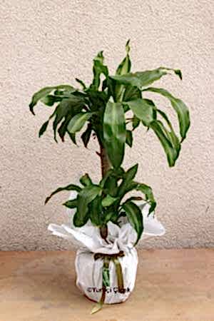 İkili Massengena Yuka