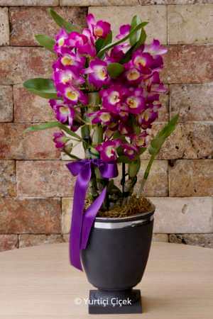 Dendrobium Kokulu Orkide 3