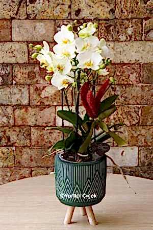 Bugetto Orkide Serisi 2