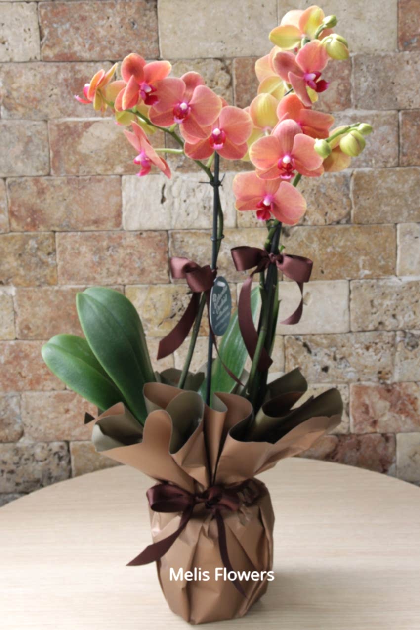 Turuncu Taba Renkli Orkide