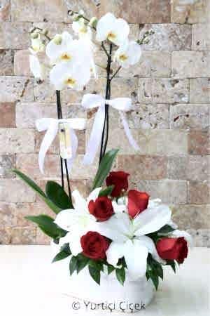 Beyaz Orkide Serisi 4
