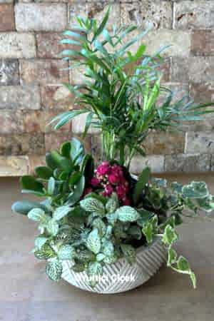 Bitki Aranjman Serisi 3