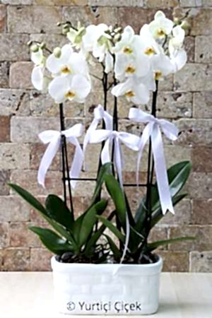 4 Dal Beyaz Orkide