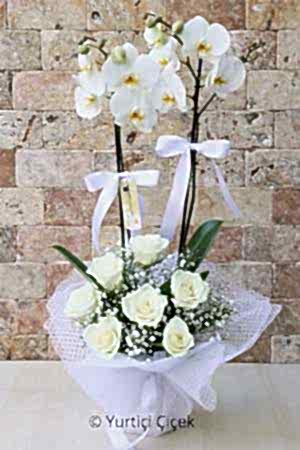 Beyaz Orkide Serisi 1