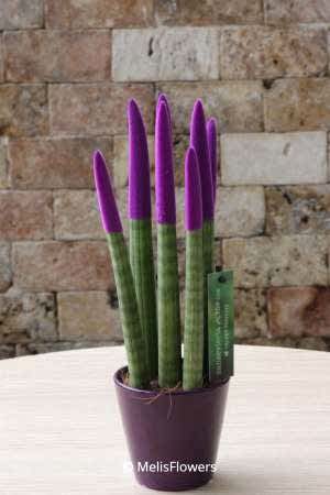 Sansevieria Serisi Mor