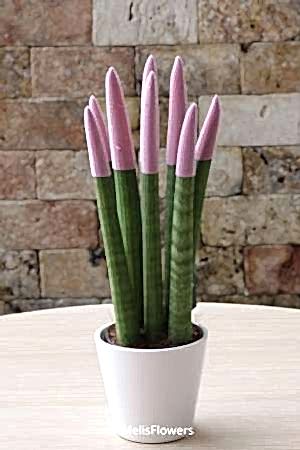 Sansevieria Serisi Lila
