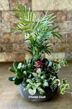 Özel Teraryum Serisi 2