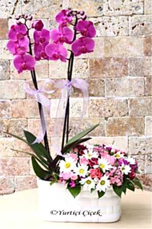 Mor Orkide ve Kır Çiçekleri