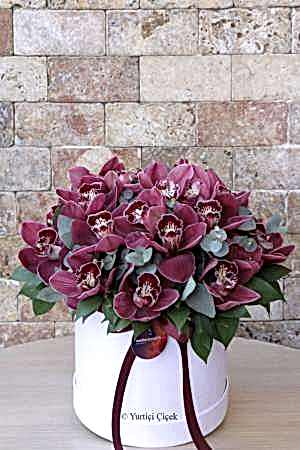 Cymbidium Serisi 2