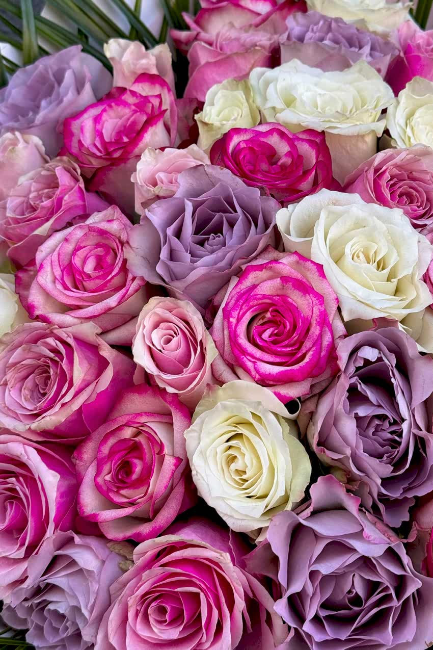 Renkli 51 Gül Serisi 2