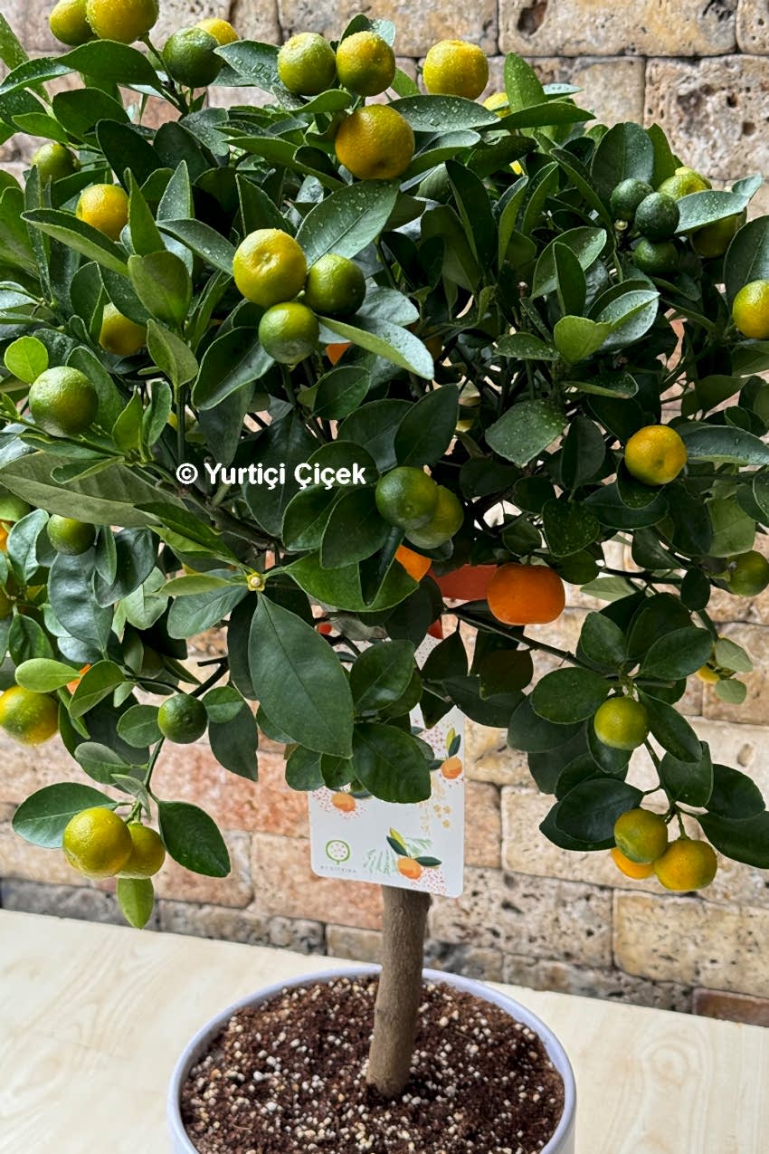 Mandalina Ağacı