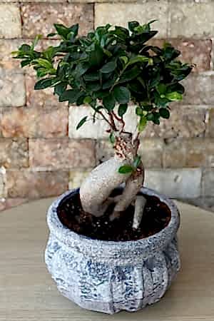 Bonsai Ağacı 4