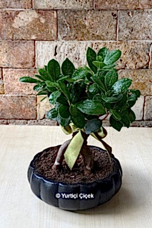 Bonsai Ağacı 1