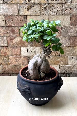 Bonsai Ağacı 5