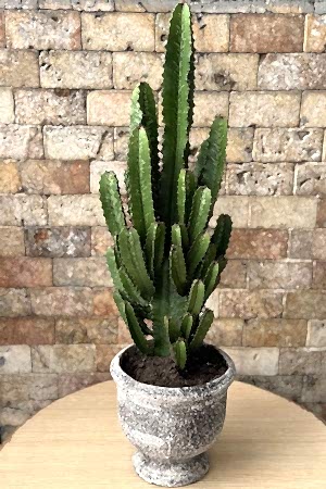 Euphorbia Acruensis Kaktüs 1