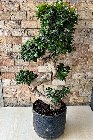 Bonsai Ağacı 8