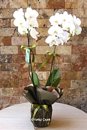 Çift Dallı Beyaz Orkide